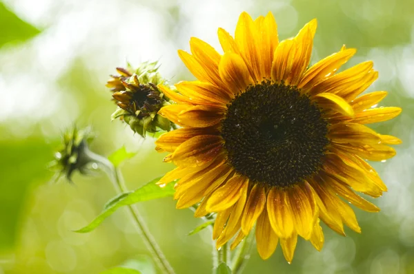 stock image Sunflower