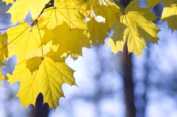 stock image Yellow leaves