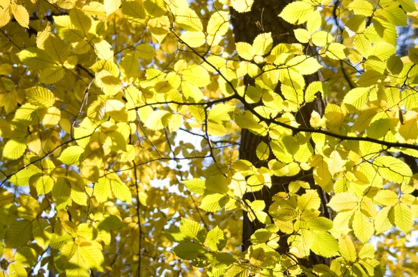 stock image Yellow leaves