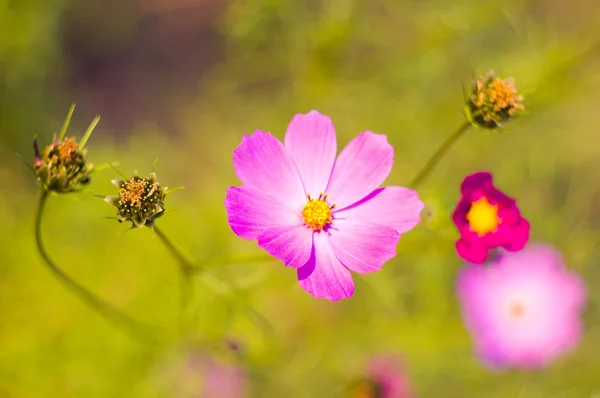 Fiore rosa Fotografia Stock