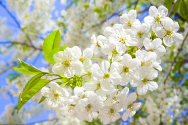 Cherry Blossom and clear blue sky clipart