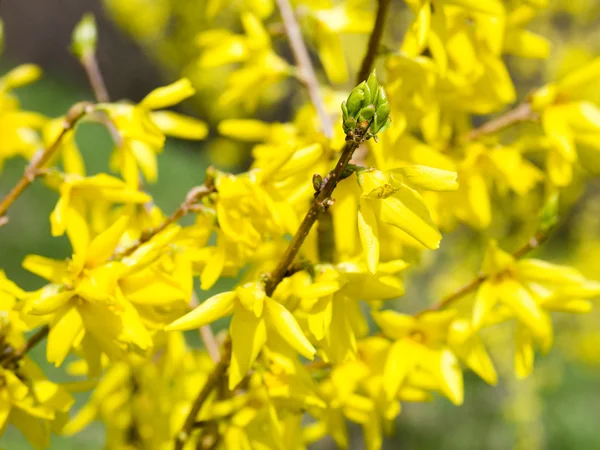 stock image Yellow flower