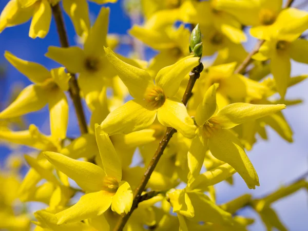 Fiore giallo Fotografia Stock