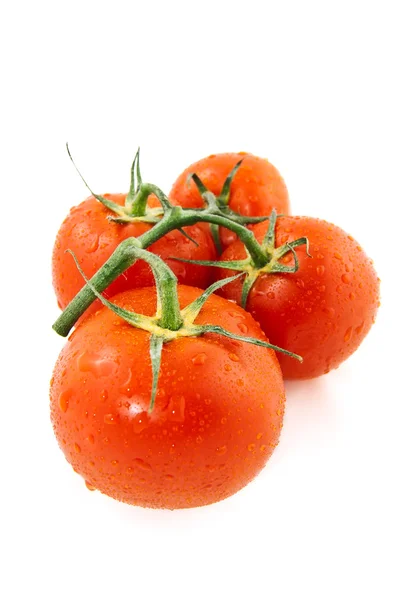 Quatro Ramos Tomate Vermelho Úmido Fundo Branco — Fotografia de Stock
