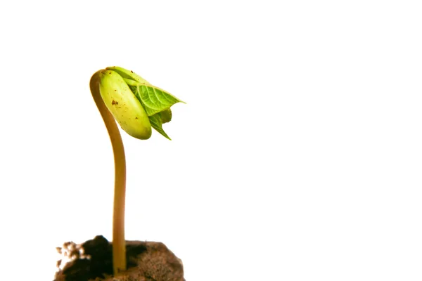 Nova planta cultivada de sementes de pepino — Fotografia de Stock