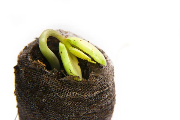 New Cucumber Seedling — Stock Photo, Image