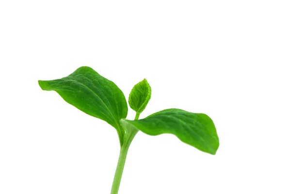 Nova planta cultivada de sementes de pepino — Fotografia de Stock