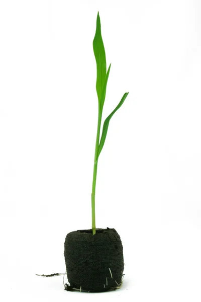 Uma planta cultivada de sementes de pimenta brotadora — Fotografia de Stock