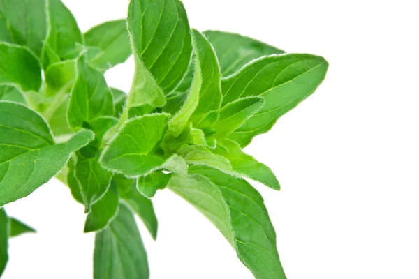 stock image Macro of Fresh Oregano Leaves Isolated