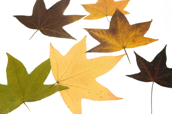 秋の葉模様 ロイヤリティフリーのストック画像