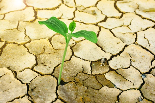New Growth Through Cracked Earth — Stock Photo, Image