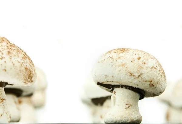 Meringue champignons op wit Stockfoto
