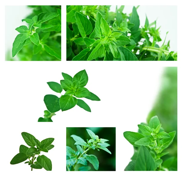 stock image Collage of Fresh Oregano