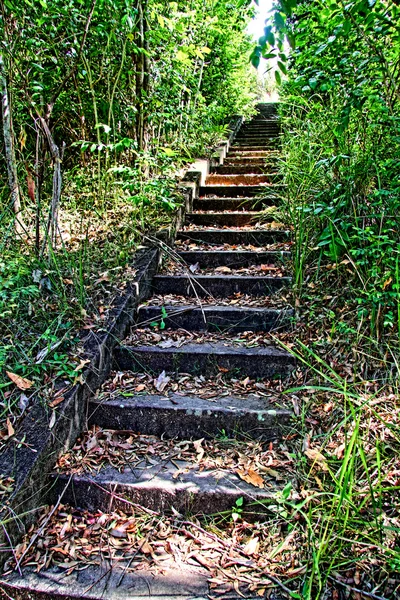 Stairs in the wood