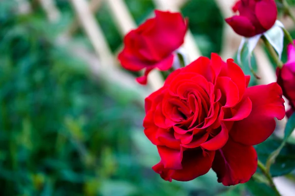 Růže královna květin — Stock fotografie