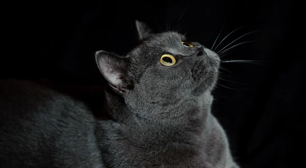 Brittisk katt med kort hår — Stockfoto
