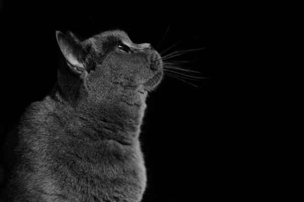 Brytyjski krótkowłosy kot — Zdjęcie stockowe