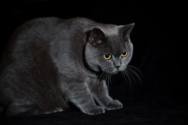 Britânico gato cabelo curto — Fotografia de Stock