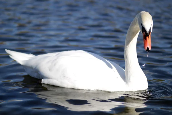 stock image Swan