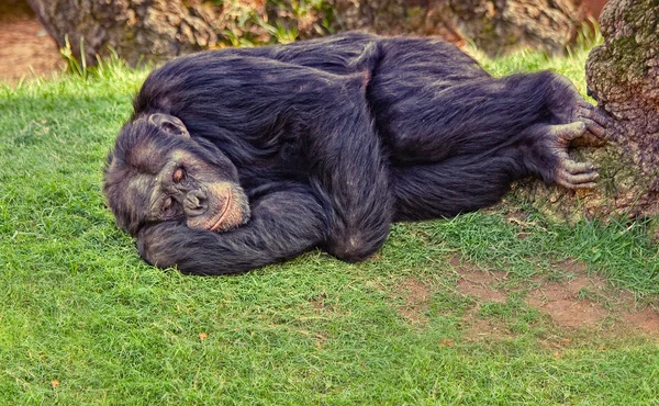 Şempanze dinlenme — Stok fotoğraf