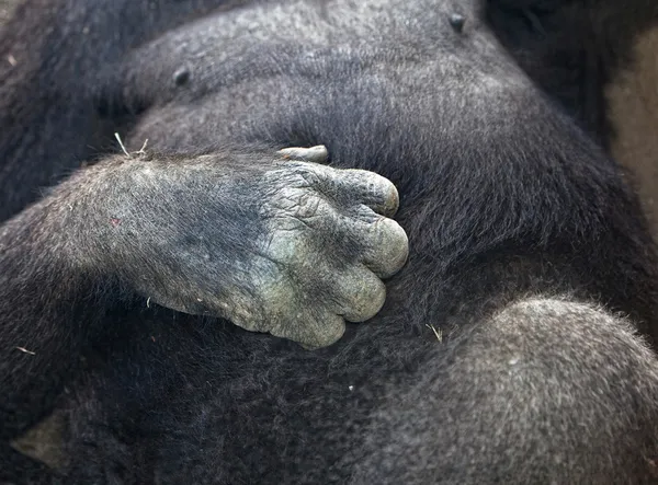 Monkey's hand — Stockfoto
