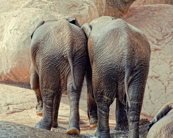 Elefantes — Foto de Stock