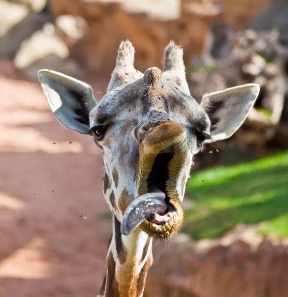 Fun Yawning Giraffe Head Photo — Stock Photo, Image