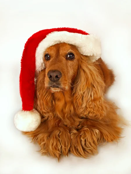 Cocker spaniel z red hat Bożego Narodzenia — Zdjęcie stockowe