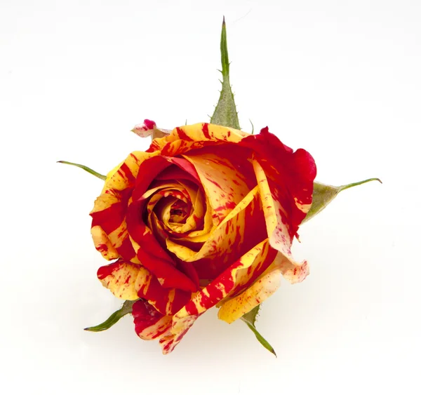 Rosa rossa fioritura con macchie gialle — Foto Stock