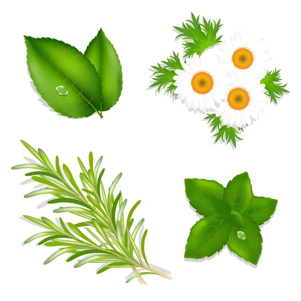 Herbes aromatiques — Image vectorielle