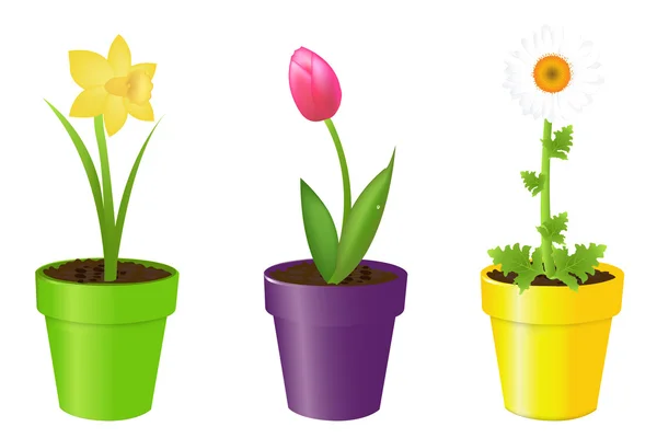 Blumen Töpfen Tulpe Narzisse Und Kamille Isoliert Auf Weißem Hintergrund — Stockvektor