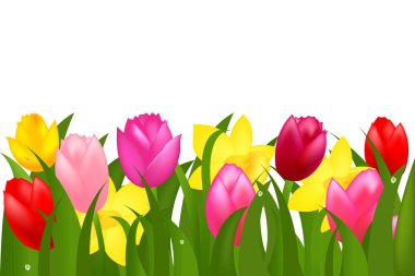 Border Of Spring Tulips And Narcissuses clipart