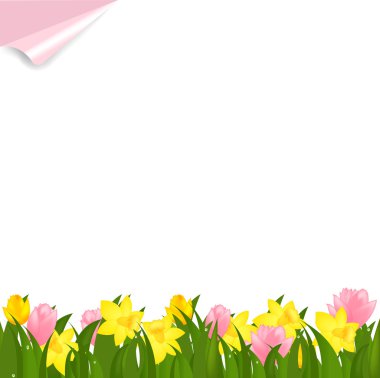 Border From Narcissuses And Yellow Tulips, Isolated On White Background, Vector Illustration clipart