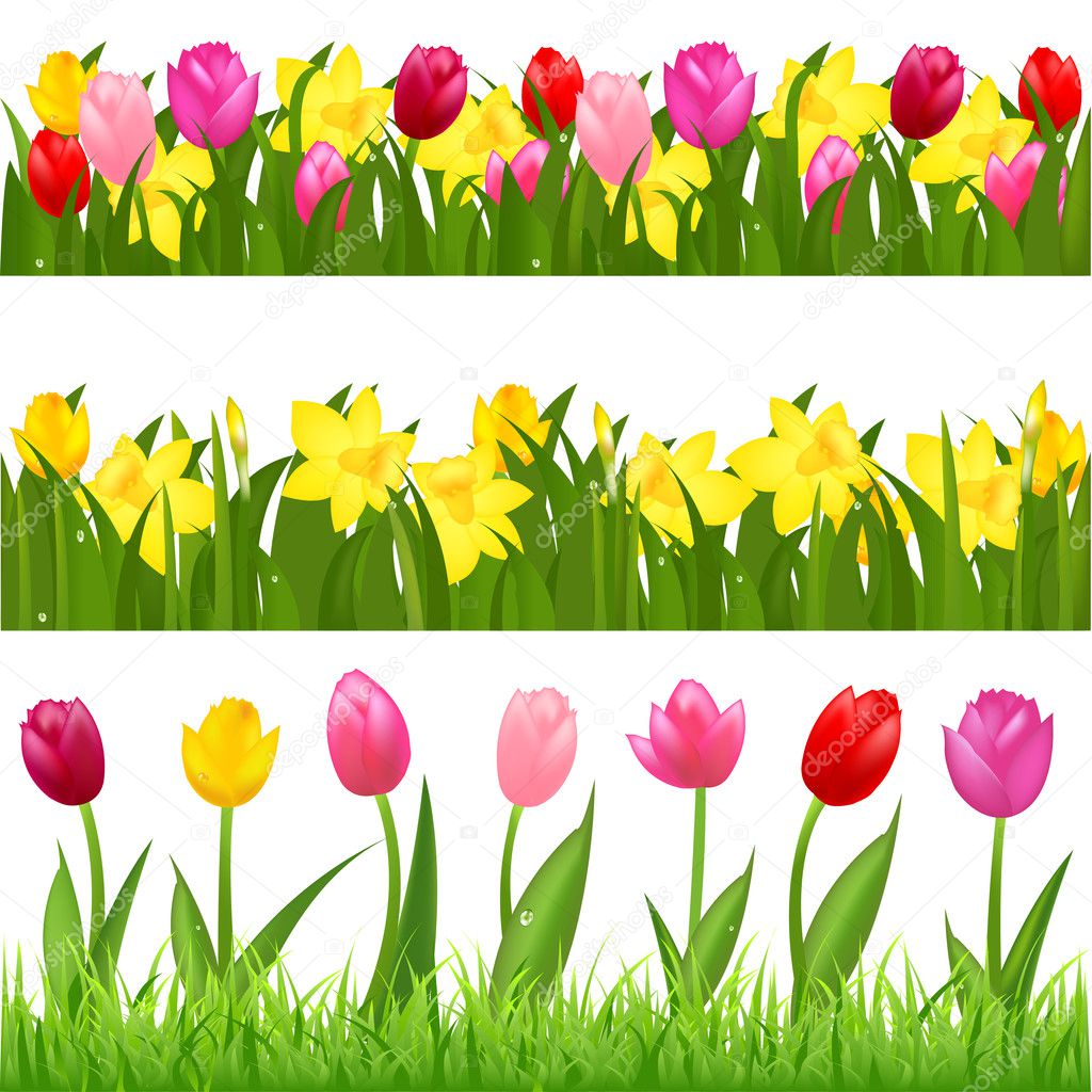 3 Flower Borders From Tulips And Narcissuses, Isolated On White Background, Vector Illustration