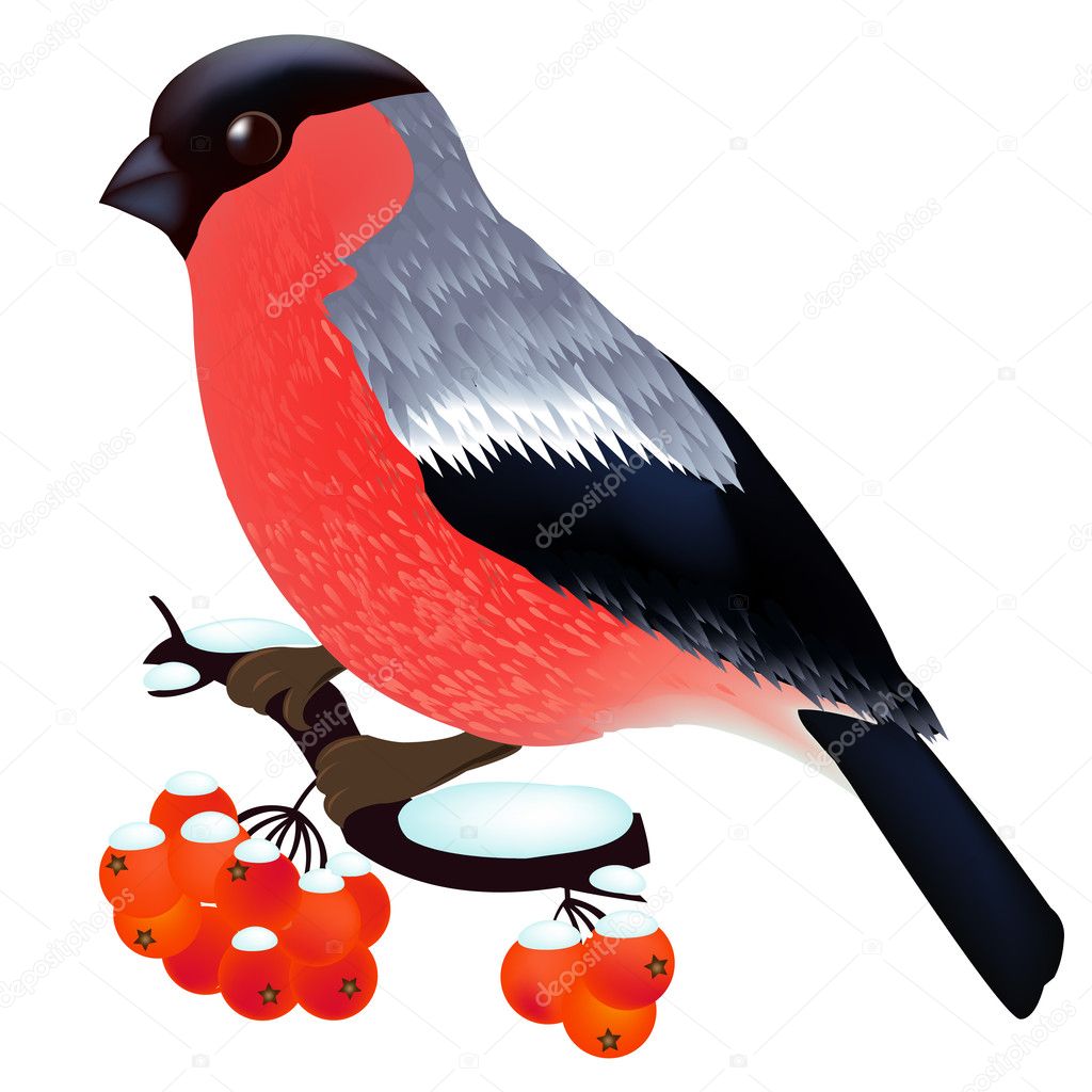 Bullfinch Sitting On the Mountain Ash Branch, Isolated On White Background, Vector Illustration