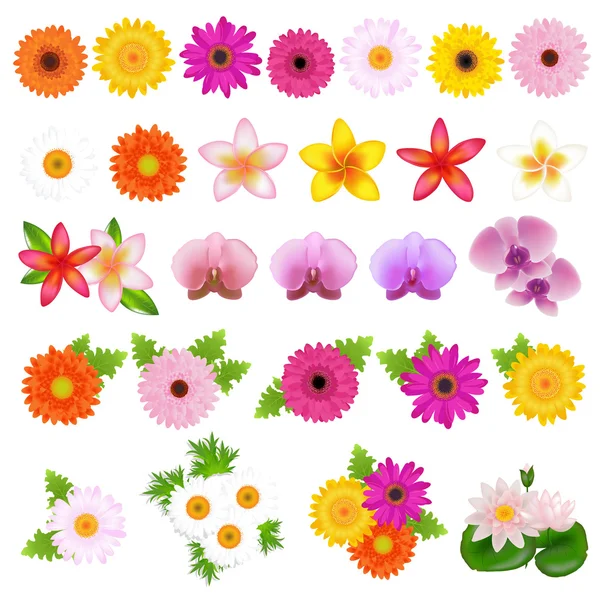 Kolekce Krásné Květiny Izolovaných Bílém Pozadí Vektorové Ilustrace — Stockový vektor