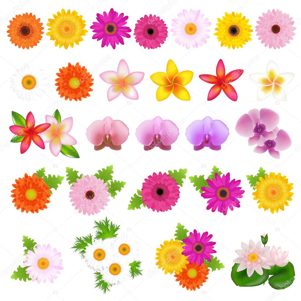 Collection Beautiful Flowers, Isolated On White Background, Vector Illustration