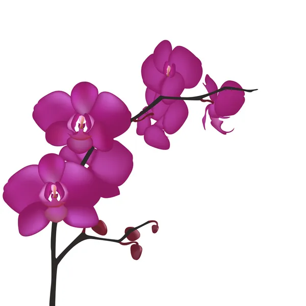 Orquídea — Vetor de Stock