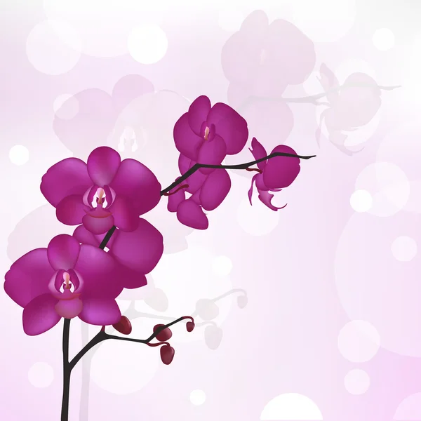 Orquídea roxa — Vetor de Stock