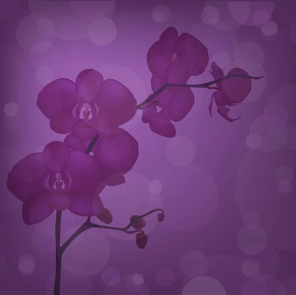 Orkide — Stok Vektör