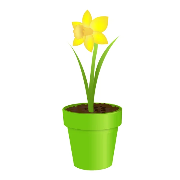 Narcissus In Pot — Stock Vector