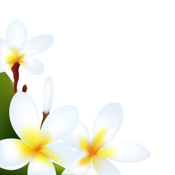 Fleur de frangipanier — Image vectorielle