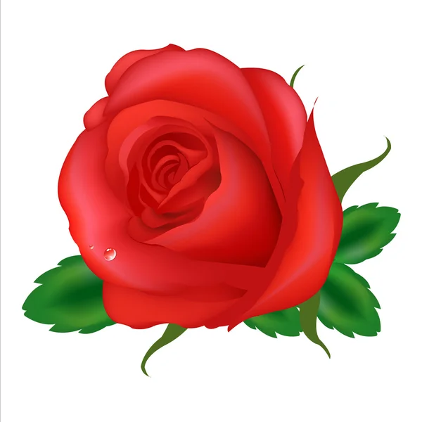 红玫瑰 — 图库矢量图片