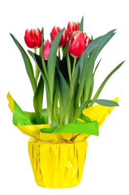 Tulips clipart