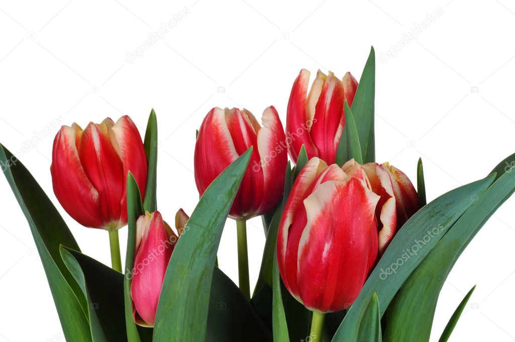 Bouquet of Beautiful Tulips