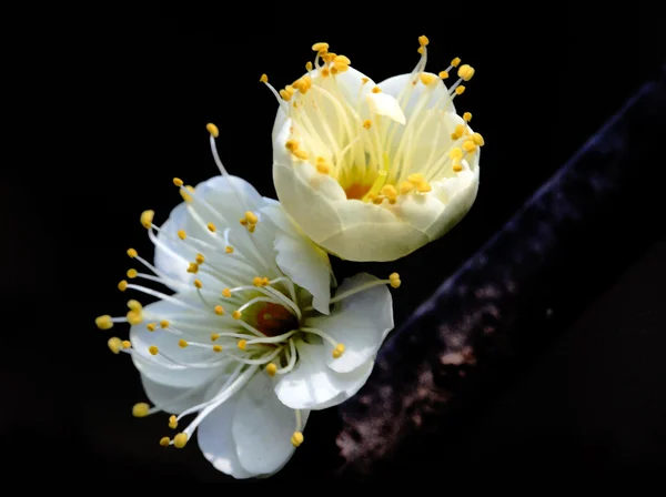 Plant, flowers and plants, plum blossom, — Stock Photo, Image