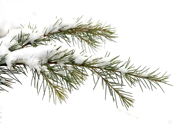 The plant, the pine tree, pine, — Stock Photo, Image