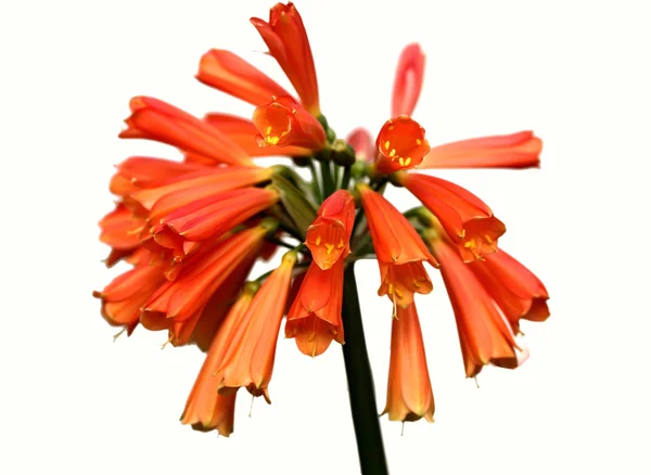 Plant, kaffir lily, — Stock Photo, Image