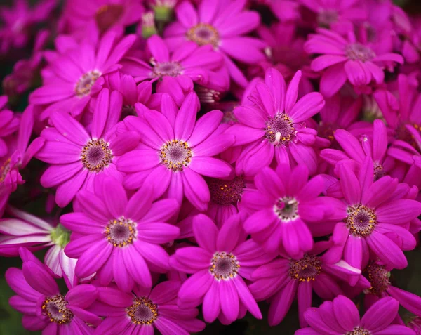 stock image Plant, bouquet of flowers,