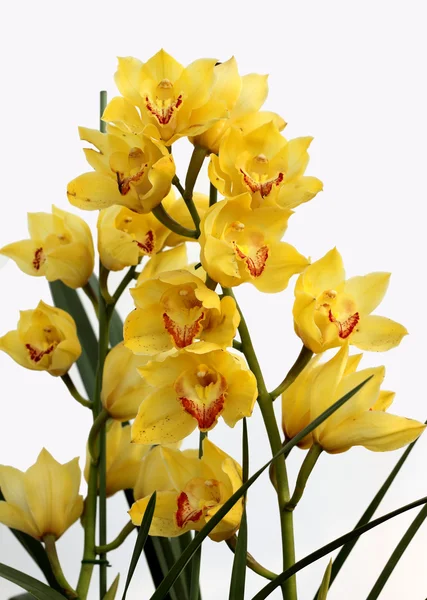 Plante, fleur, orchidée , — Photo